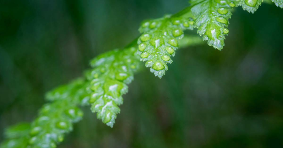 New Plant Growth in Spring