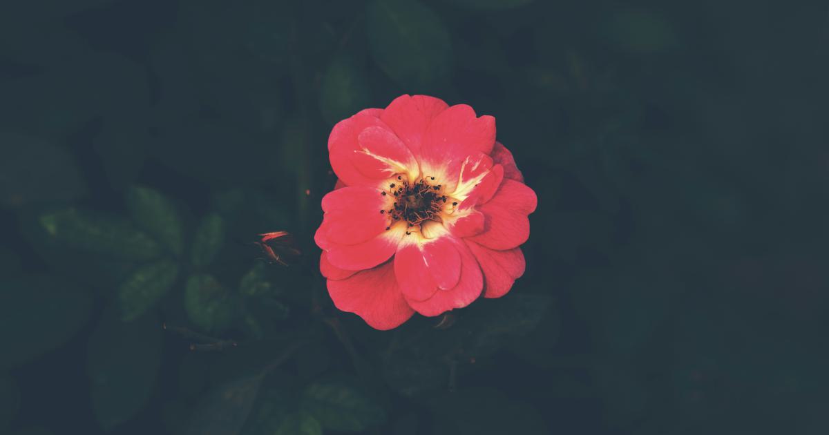 Responsive image examples