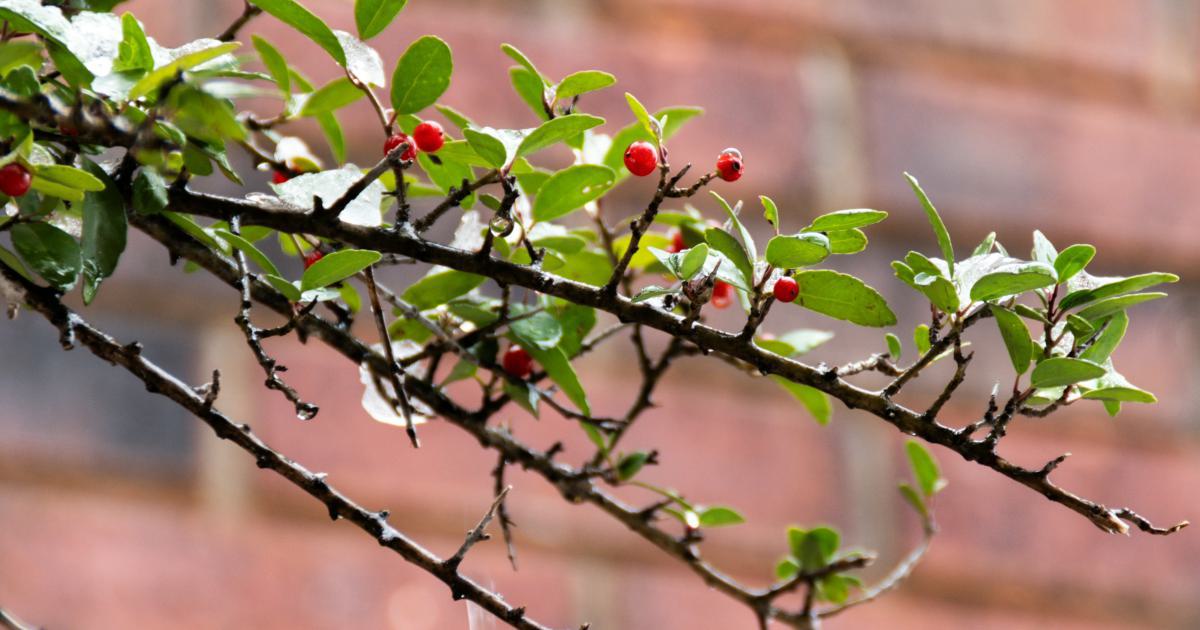 Backlink Pruning vs. Disavowing