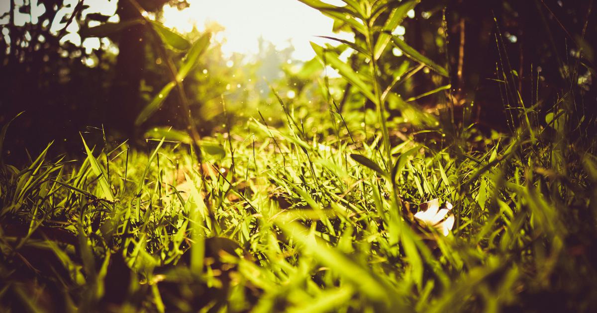 Organic, High-Quality Backlink Growth