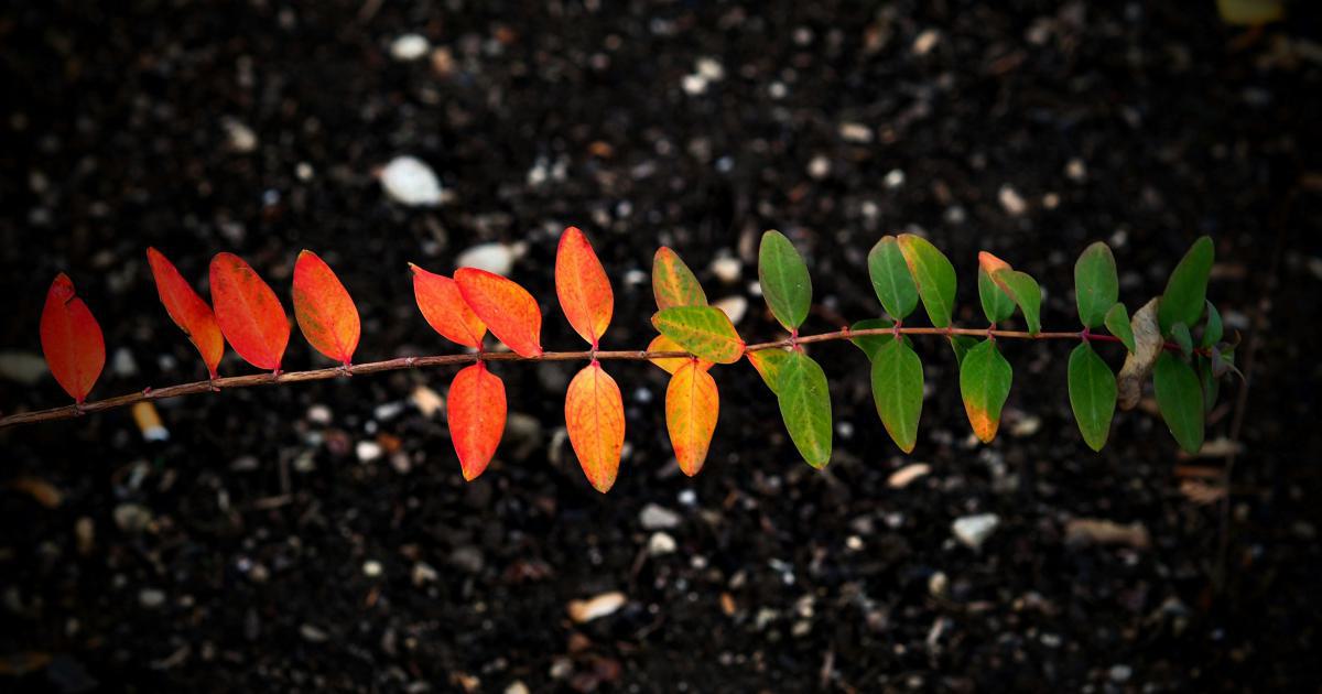 Lead Generation and Nurturing