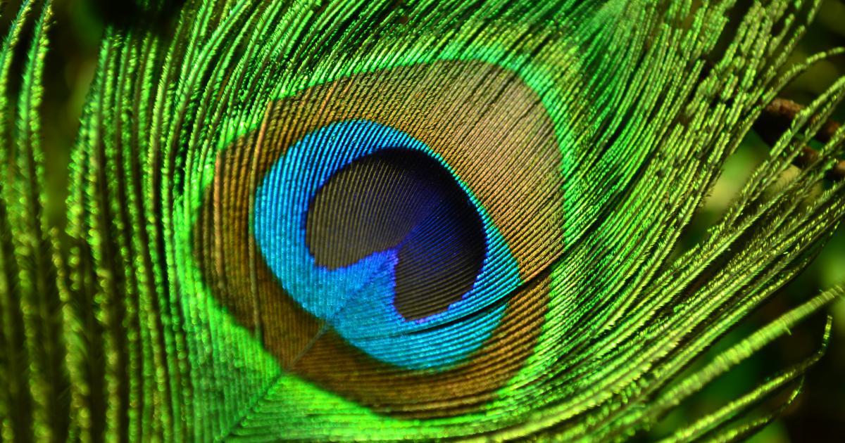 Visual Perception Principles