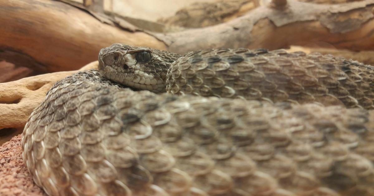 Scales
