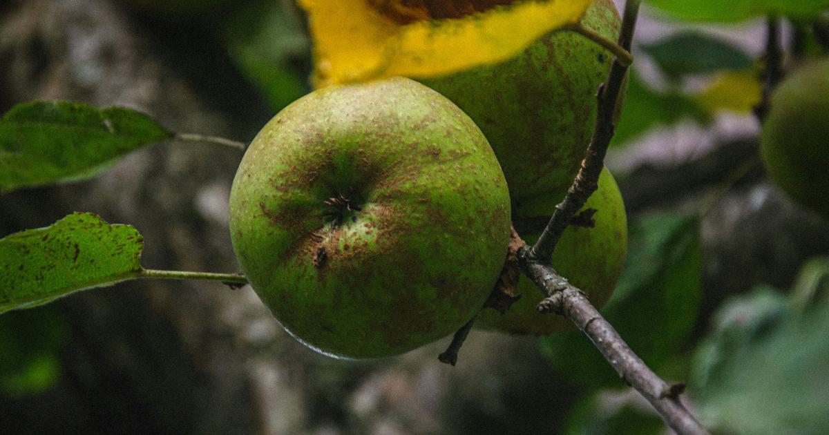 Holistic Local SEO for Apple Maps