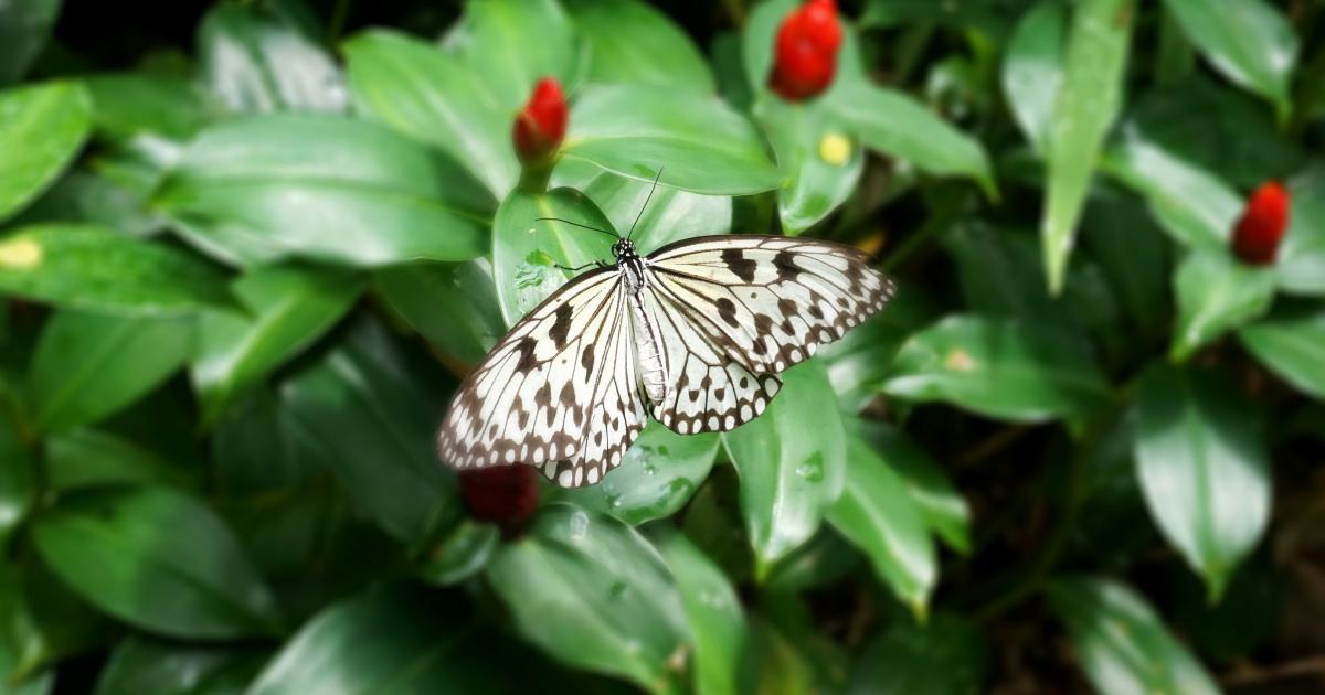 Continuous Monitoring and Adaptation