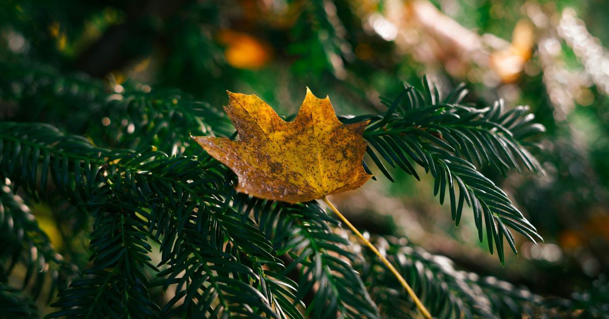 Seasonal and Trending Long-tail Keywords
