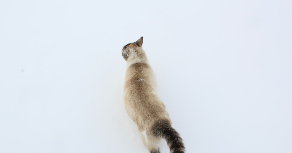 Searching for Long-tail Keywords