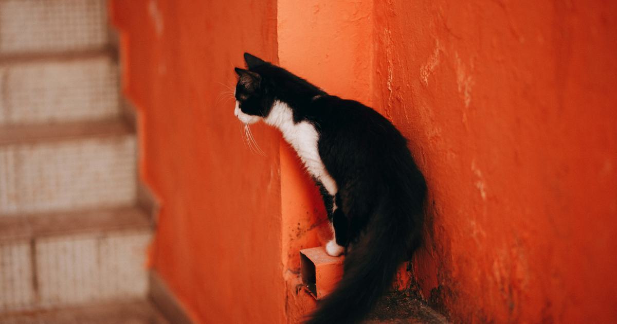 Untapped Long-tail Keyword Opportunities