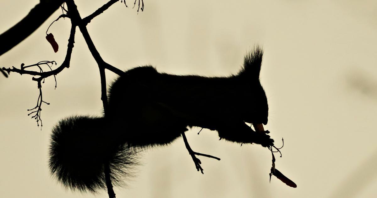 Long Tail Search Ecosystem