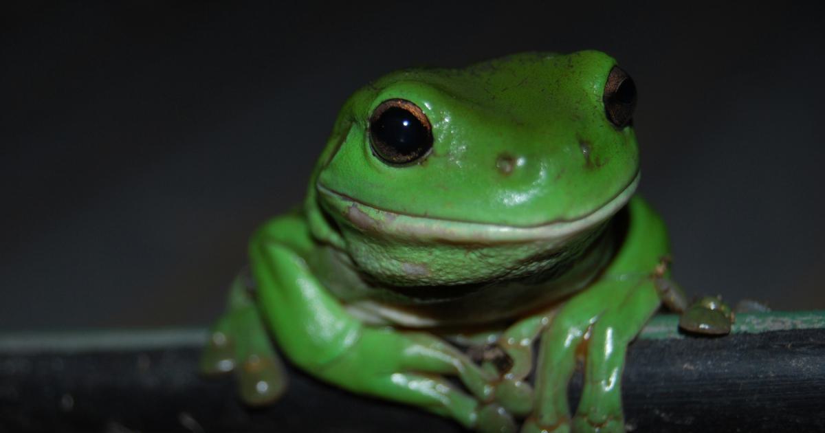 Screaming Frog Backlink Metrics