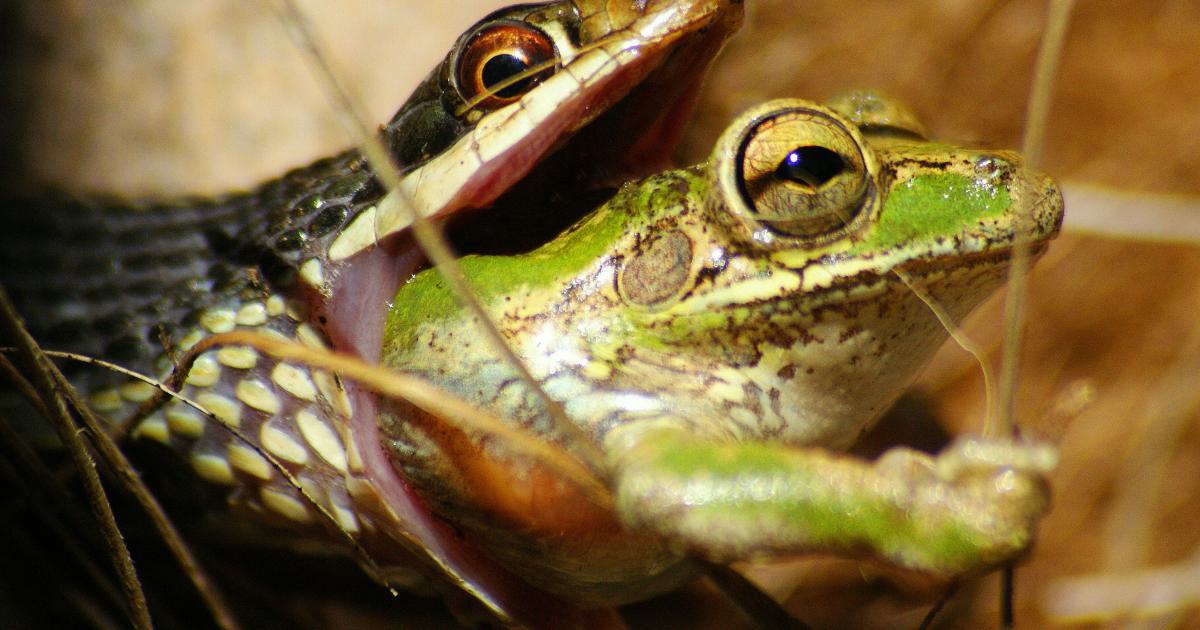 Screaming Frog Backlink Report