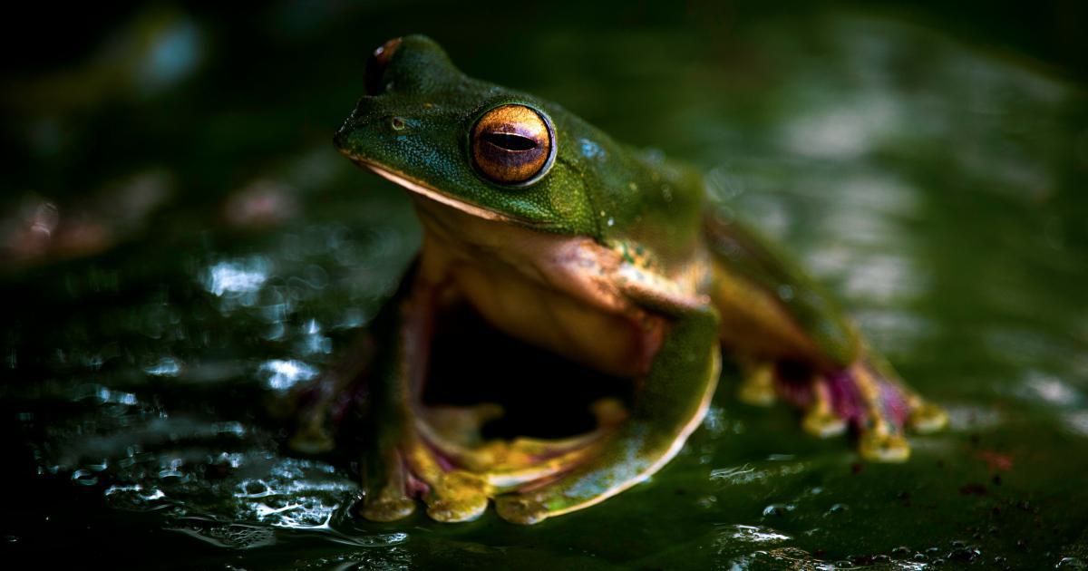 Screaming Frog Competitor Analysis