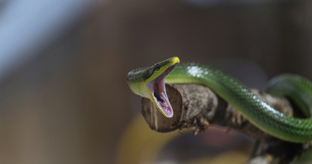 Screaming Frog Pricing
