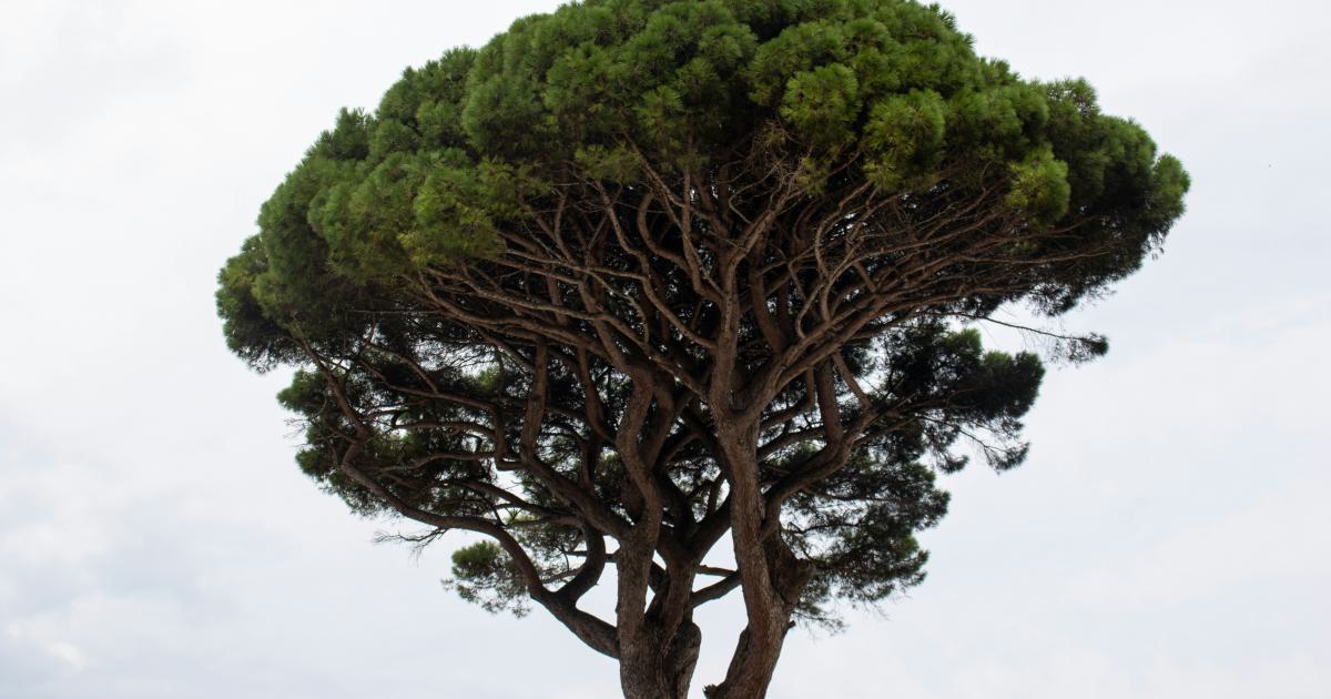 B-Tree Index Structure