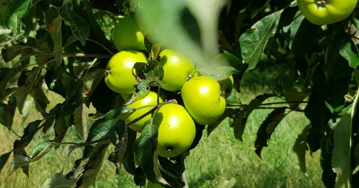 Fresh Green Apple