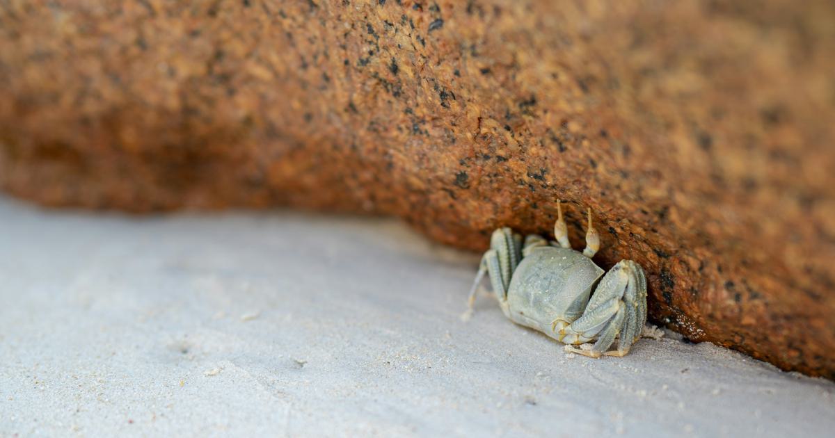 Unlocking the Secrets of JavaScript Crawling Techniques