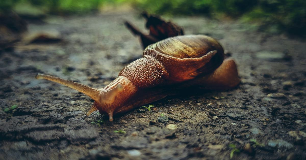 Optimize Crawl Efficiency