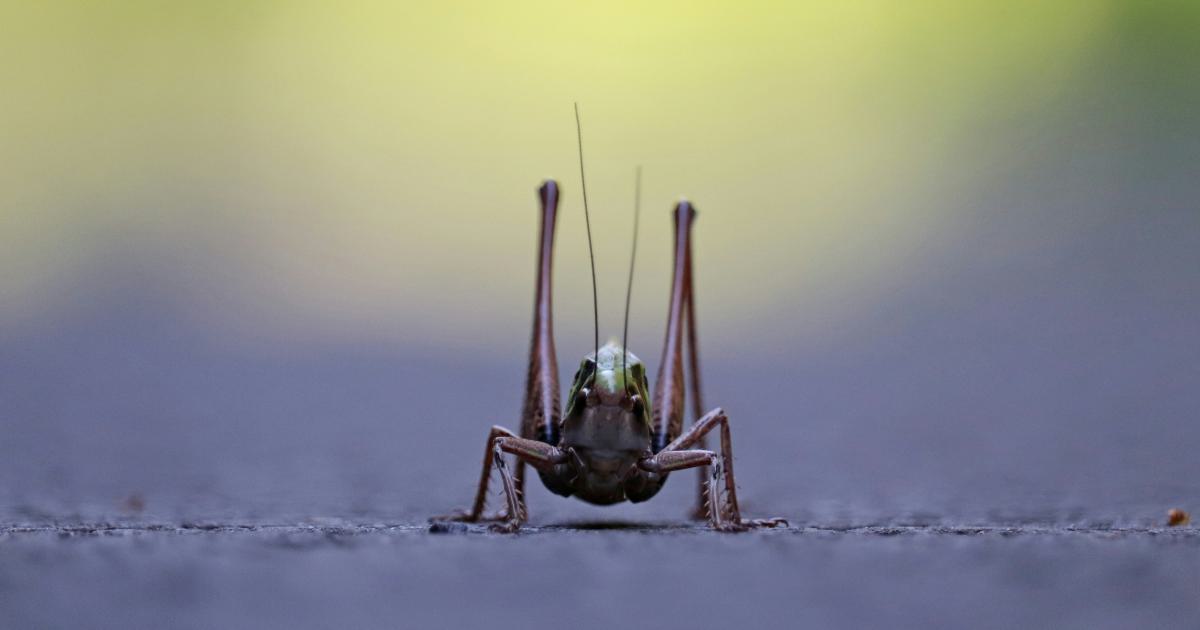Crawler Behavior Monitoring