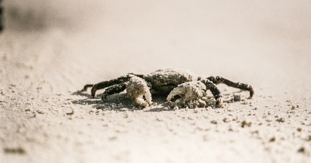 Decoding the Mysteries of Rendering for Crawlers