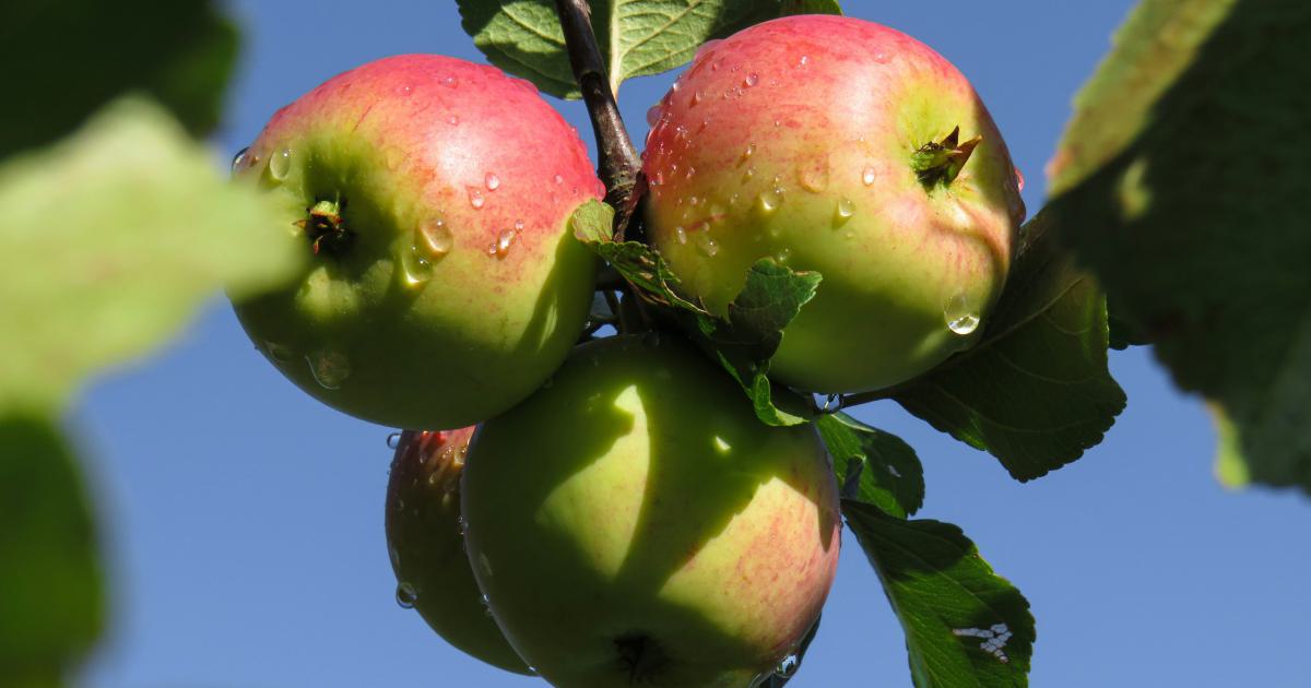 Fresh Green Apple