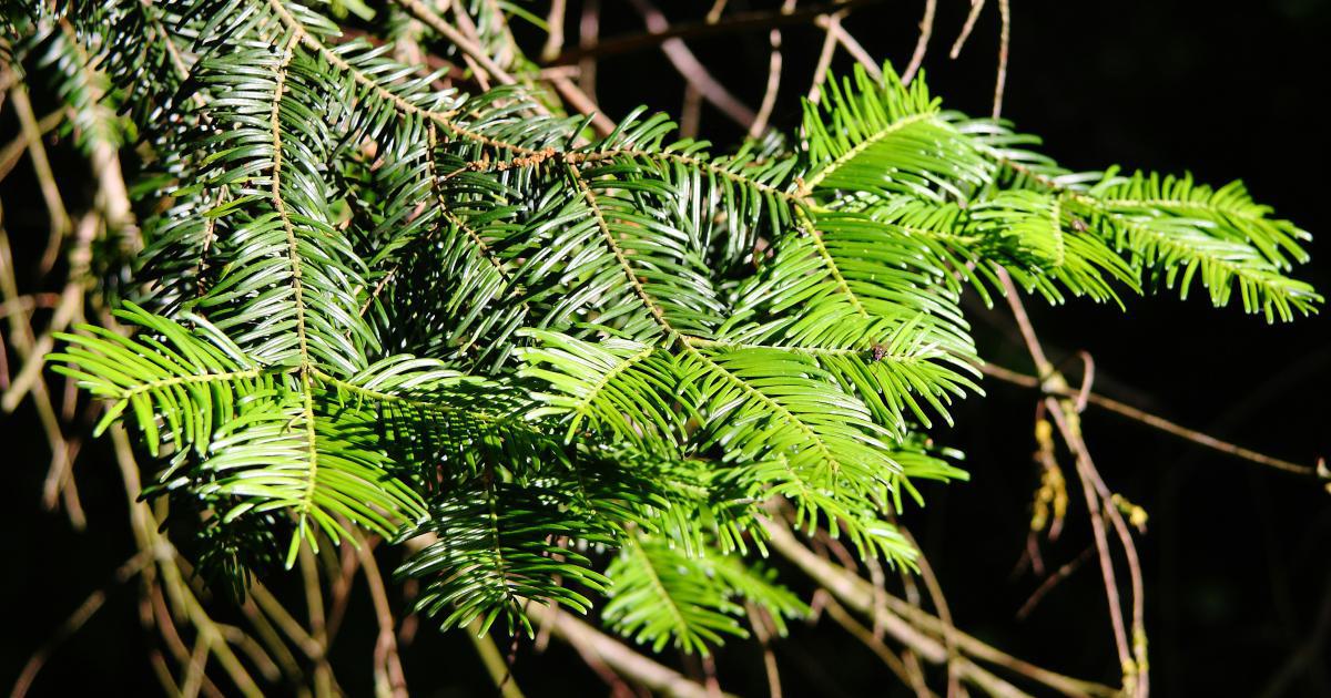Evergreen Pine Tree