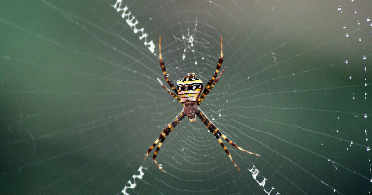 Exclude Bots and Spiders