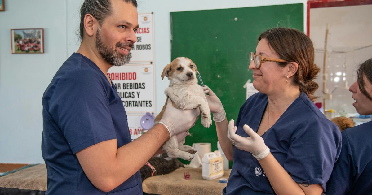 10 Unexpected Local Link Building Strategies for Veterinarians