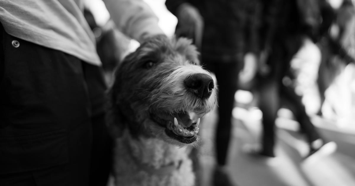 Veterinarian Attending Community Event