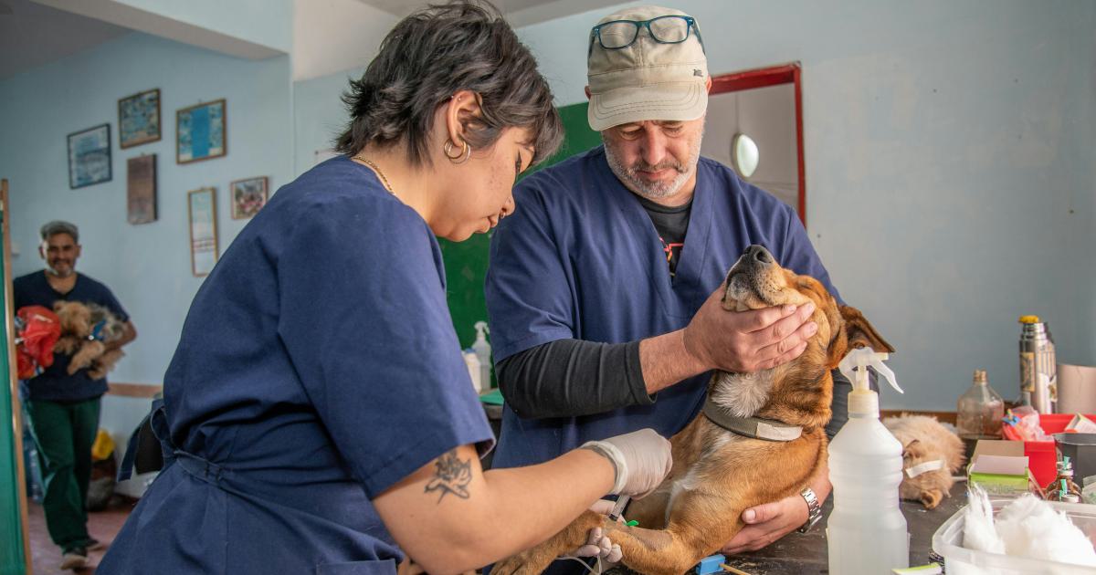 Veterinarian Discussing Local Backlink Opportunities