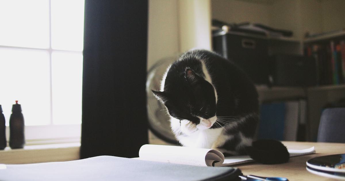 Veterinarian Writing Content for Local Website