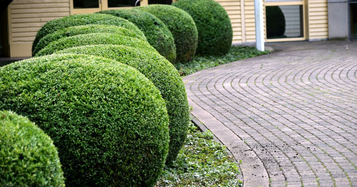 Supercharge Your Local Link Building Strategy for Landscapers