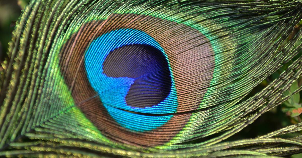 Gestalt Principles