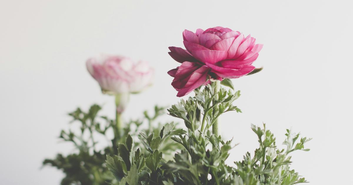 Freshness-Focused Keywords