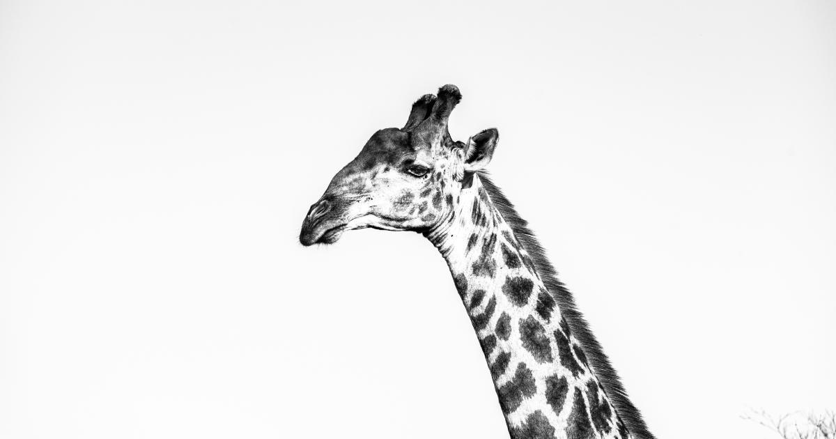 Branded Long-Tail Content Strategy