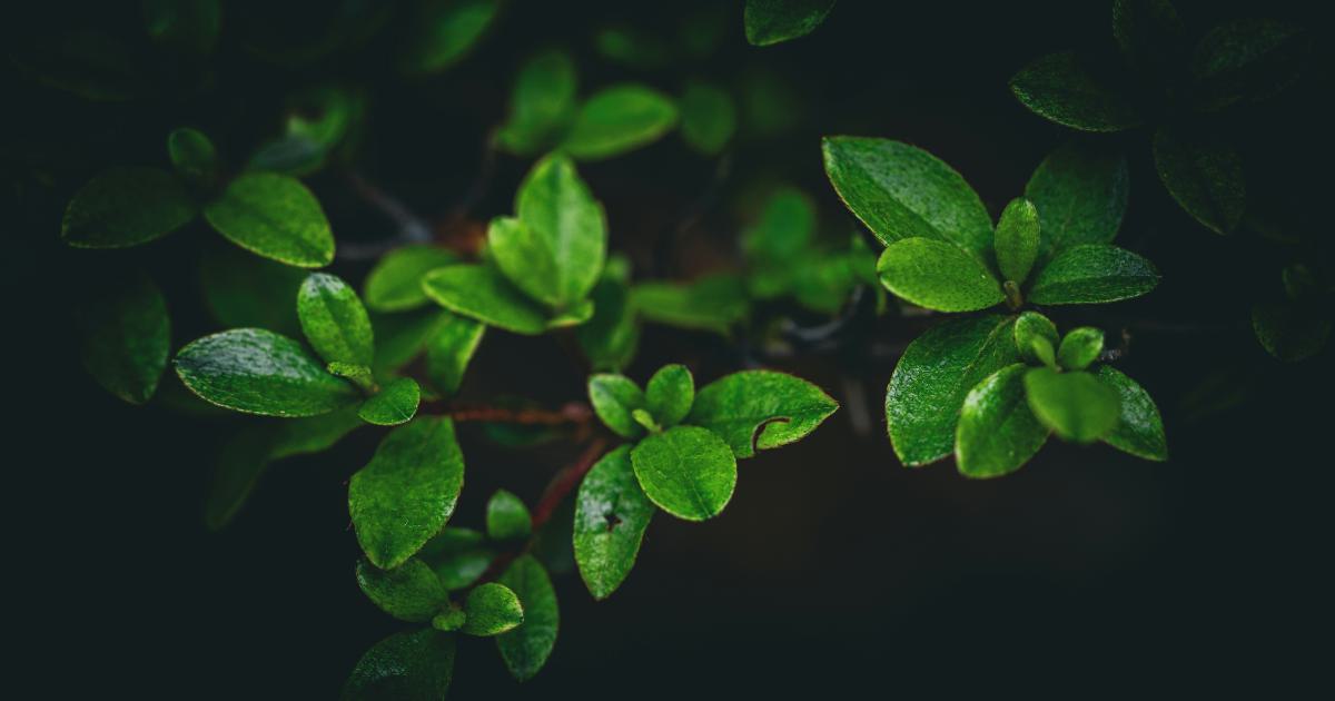 Identify Evergreen Long-Tail Keywords for Consistency