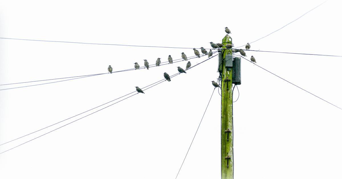 Ongoing Backlink Monitoring