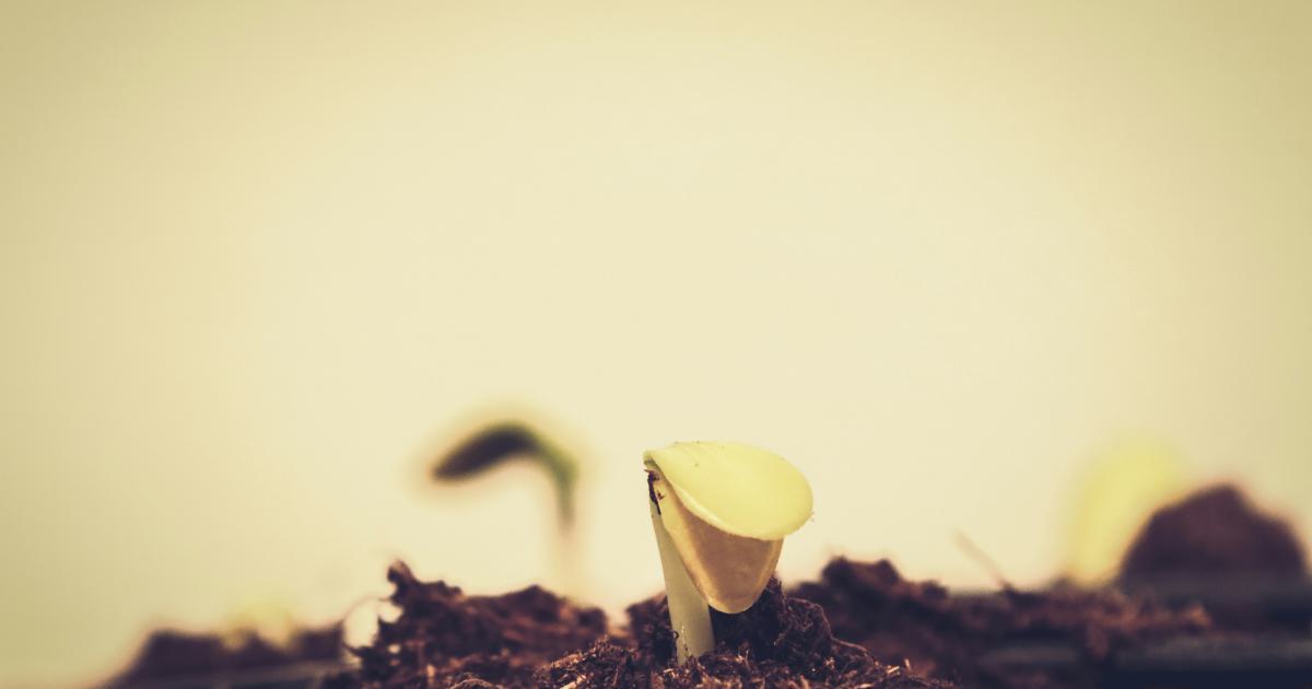 Backlink Growth