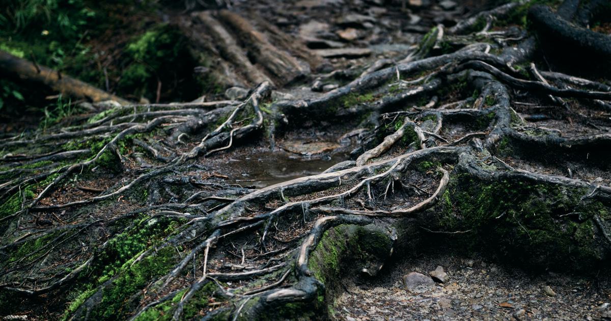 Natural Links Building