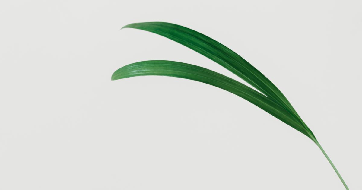 Rapid Backlink Growth