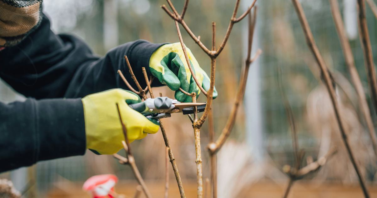 Link Pruning Process