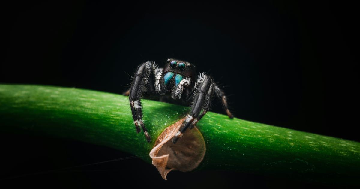 Crawlability Monitoring and Improvement