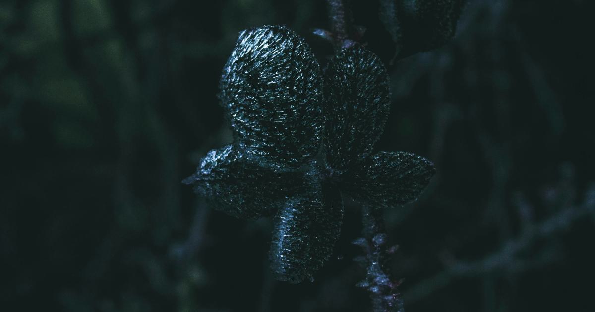 Evolving Search Algorithms
