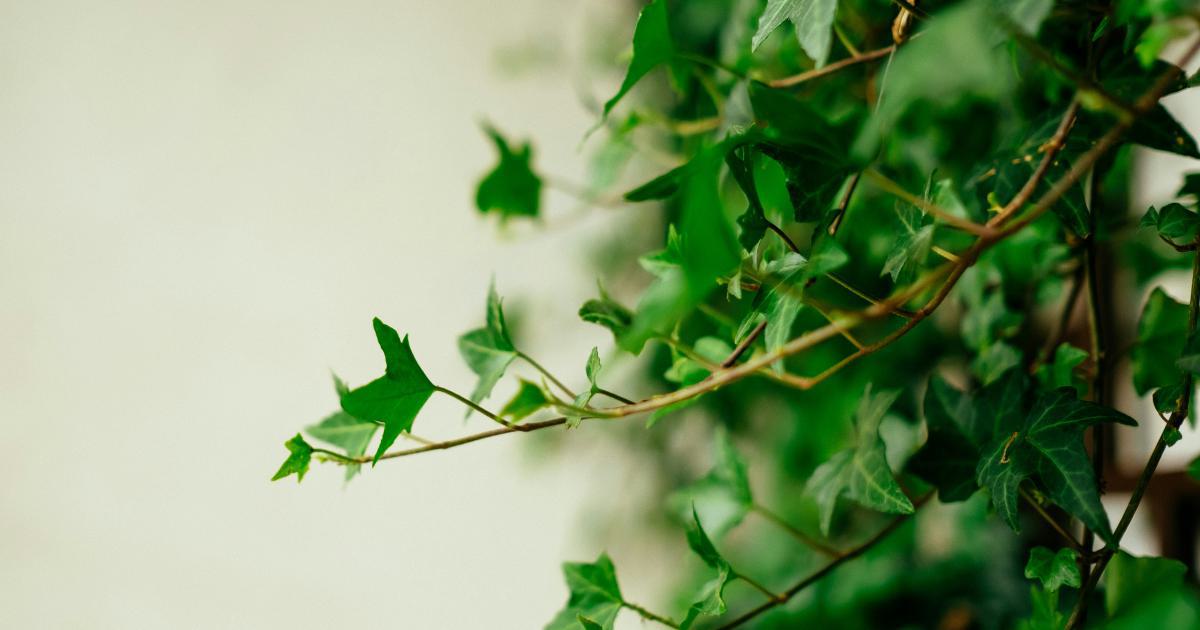 Evergreen Content Repurposing