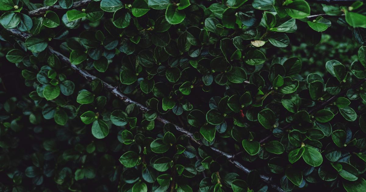 Adaptable and Evergreen
