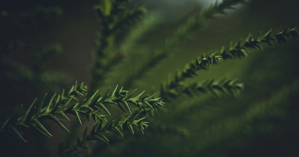 The Ultimate Guide to Crafting Evergreen Content Topics