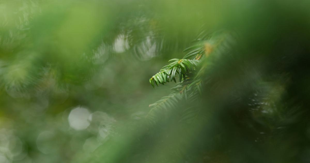 Evergreen Tree