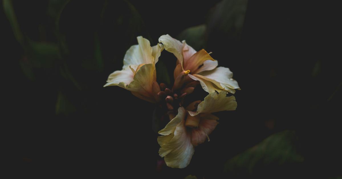 Responsive Image Resizing