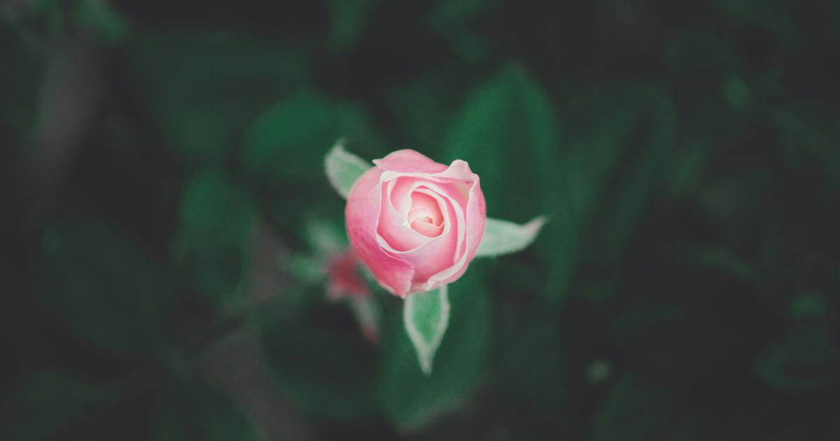 Repurposing Content