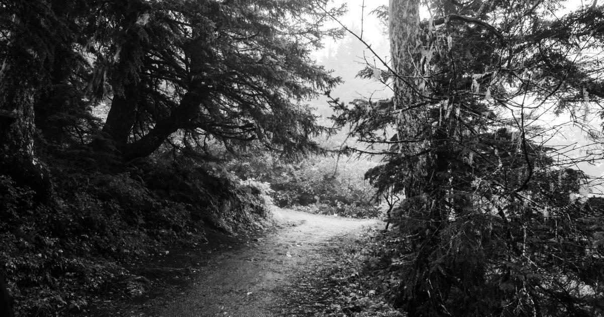 Woman Hiking in Forest