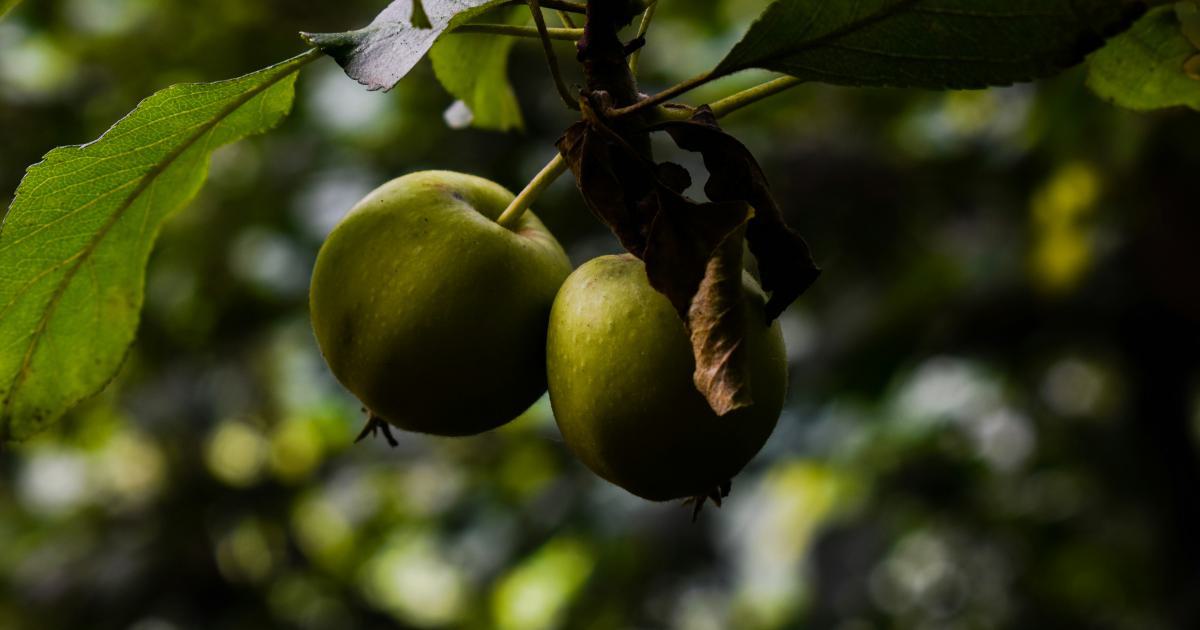 Fresh Green Apple